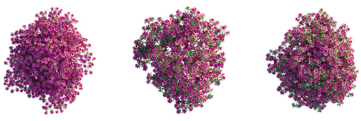 Rhododendron pulchrum Tree plan top view cutout transparent isolate on background