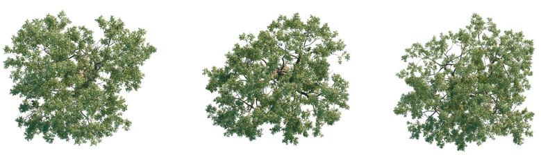 Robinia pseudoacacia Tree plan top view cutout transparent isolate on background © DH Tree Stock