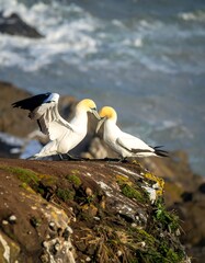 Two Gulls on a rocky cliff