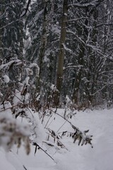 The forest is covered in snow in winter