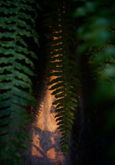 Tiger fern leaves in the light of the setting sun