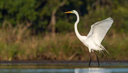 Fototapeta premium Majestic egret in wetland