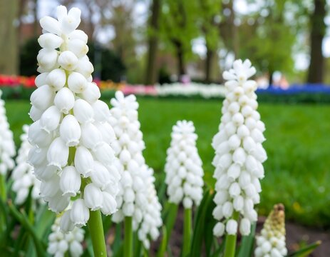 White flowers in a park