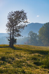 Fototapeta premium Silhouette of wind-blown leaning tree on a hill in a field with blue mountains in the background, Great Smoky Mountains, Tennessee