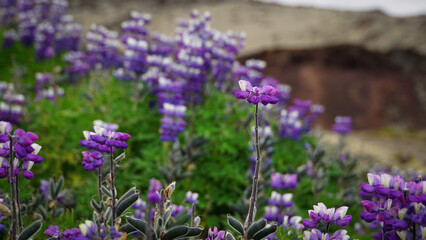 A thriving community of lupines growing on a volcanic crater, transforming the barren slopes into a sea of vibrant purple.