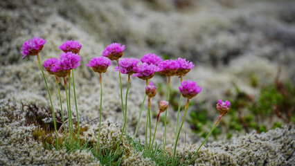 A glimpse of Icelandic nature, home to the hidden folk, captured in quiet contemplation. The...