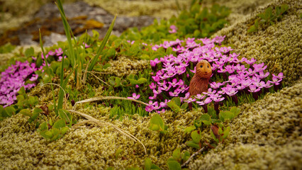 A playful and charming scene in the Icelandic wilderness, where a tiny, curious figure peeks out...