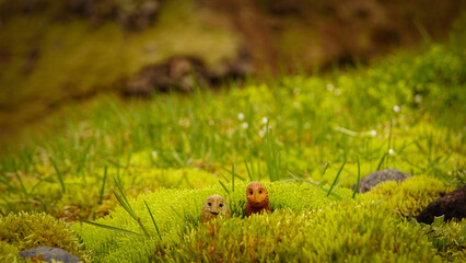 A charming pair of tiny, curious figures, two friends nestled together in a soft, vibrant green bed of Icelandic moss.
