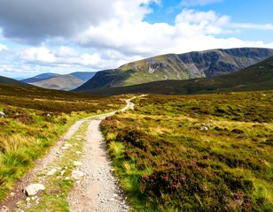 Scenic mountain path winding through a heather-covered landscape