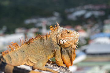Leguan, gut getarnt sonnte er sich auf den alten Mauer vom Fort Louis