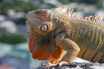 Leguan, gut getarnt sonnte er sich auf den alten Mauer vom Fort Louis