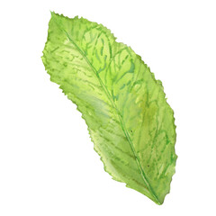 green leaf isolated on white
