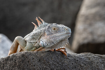 Leguan, frei lebend auf der felsigen Mole bei Marigot