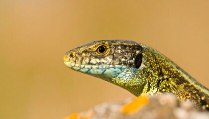 Fototapeta premium Close-up of a lizard's head