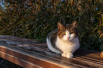 Close up of tabby cat with white chest and paws, lying front view on wooden bench in sunset side light. Mediterranean coast, Antalya, Turkey.