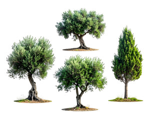 Five diverse trees, olive and conifer types, displayed separately