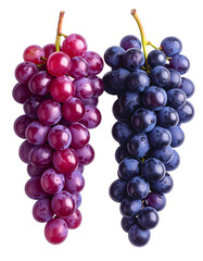 Fototapeta premium Two bunches of grapes, one red, one blue-purple, hanging vertically