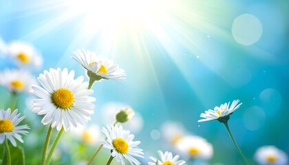 Bright, sunny field of daisies