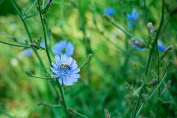 Close-up of blue meadow flowers