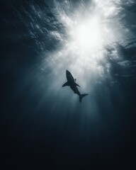 Silhouetted Great White Shark Ascending Through Sunlit Ocean Depths