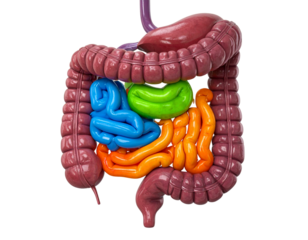 Artistic Medical Diagram of Digestive System with Organs, PNG