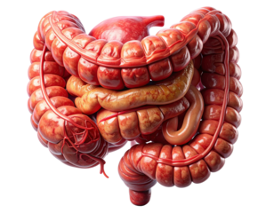  Side View Anatomical Illustration of Digestive Tract, PNG Transparent