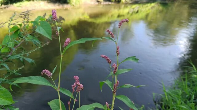 Persicaria maculosa near the river, pink flowering plant, tranquil water backdrop, botanical detail