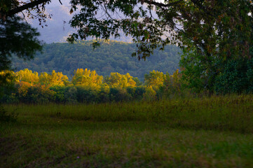 Obraz premium A row of trees stands out with sunlight, illuminating their yellow and green leaves and surrounding by trees and mountains cast in shadow, Cades Cove, Great Smoky Mountains, Tennessee