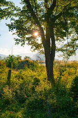 Early morning light with sunlight filtering through tree branches and foggy mountains in the background
