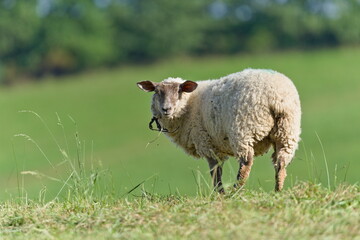 Domestic Sheep (Ovis aries) grazing in meadow