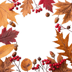 autumn frame of red and orange leaves, acorns and red berries on white