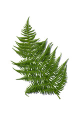 green fern branch on white background