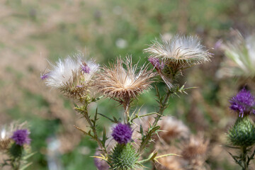 Bouquet of prickly dried milk thistle flowers