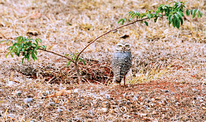 The burrowing owl (Athene cunicularia) is a small, long-legged owl found throughout open landscapes...