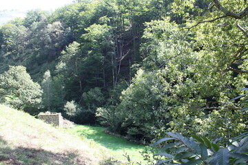 monte