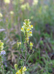 Close-up of beautiful yellow snapdragon flowers in a garden