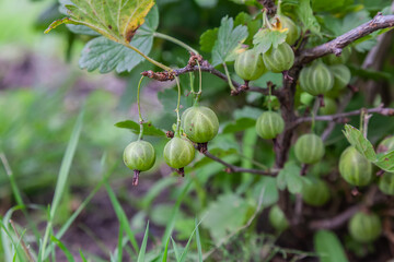 Green gooseberry on a branch in the garden.