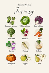 Set of vector seasonal products, vegetables and fruits, berries and spices. Food illustrations