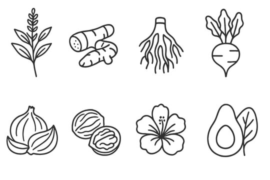 Natural Dye Source Icons. Line style icons of natural dye sources: indigo plant, turmeric root, madder root, beet extract, onion