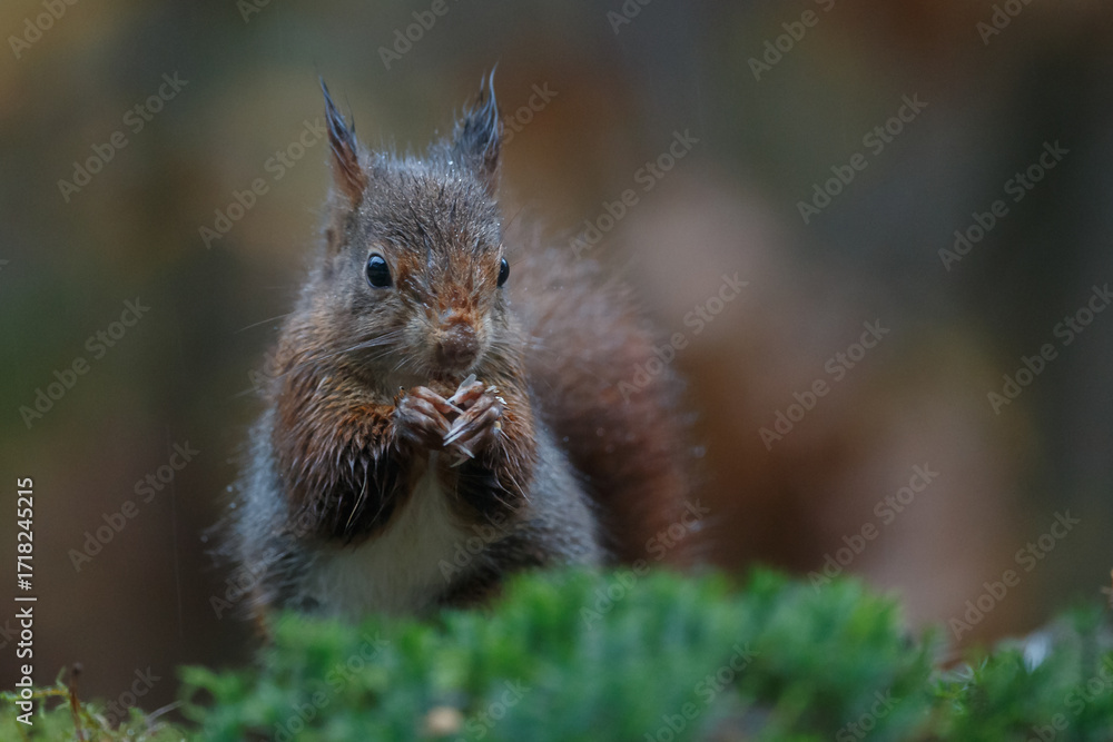 Canvas Prints red squirrel in a forest setting with a green background.
