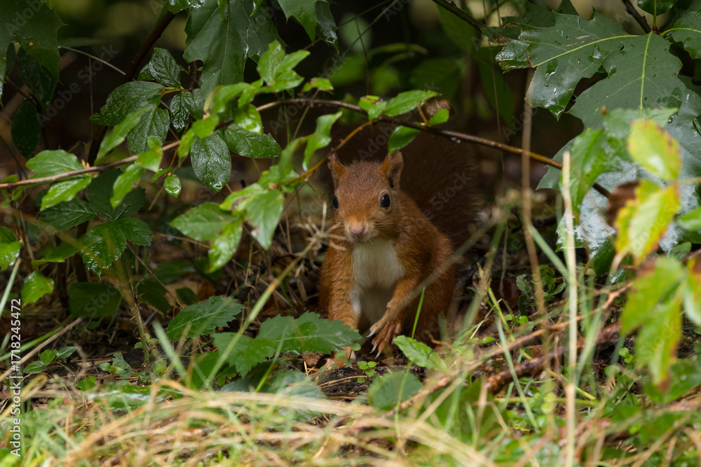 Canvas Prints red squirrel in a forest setting with a green background.