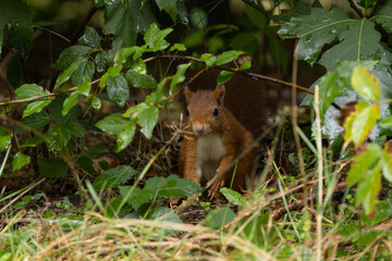 Red squirrel in a forest setting with a green background.