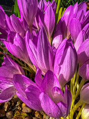 Autumn croci 