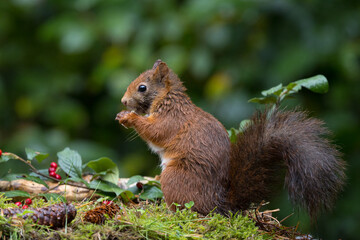 Red squirrel in a forest setting with a green background.