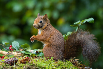 Red squirrel in a forest setting with a green background.
