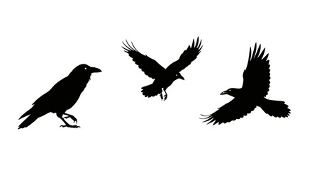 Fototapeta premium Silhouettes of three crows flying and perched in flight dynamic avian wildlife scene