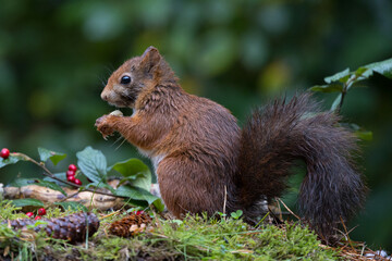 Red squirrel in a forest setting with a green background.