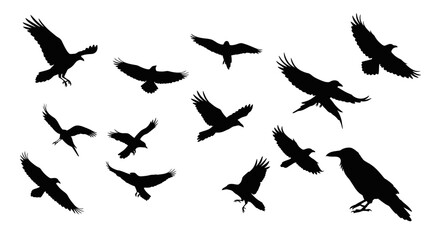 Flock of silhouette crows in flight and perched dynamic poses against a plain background