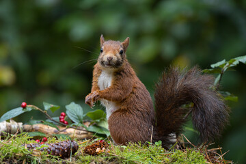 Red squirrel in a forest setting with a green background.