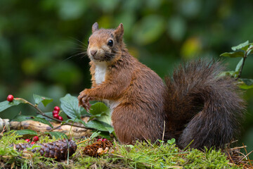 Red squirrel in a forest setting with a green background.